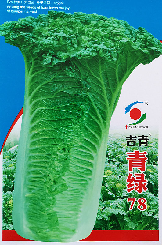 青绿78——白菜 青绿78——白菜